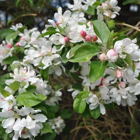 10603-ulfborg-baekbyvej-102 *